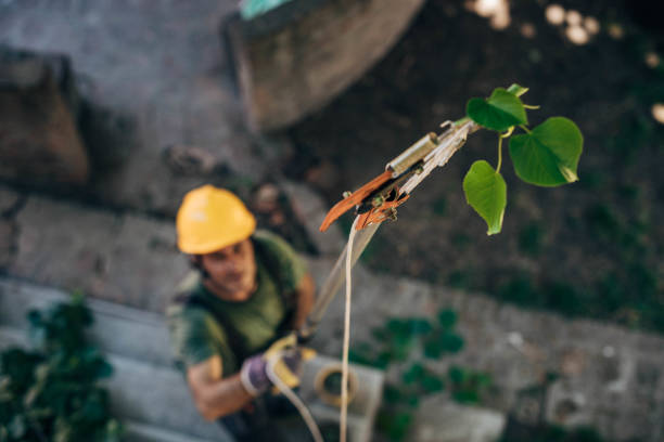 How Our Tree Care Process Works  in  Plano, KY